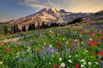 Western Puyallup